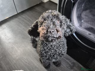 Cockapoo dogs Adorable cockapoo puppies - Advert 1