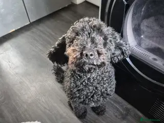 Cockapoo dogs Adorable cockapoo puppies - Advert 7