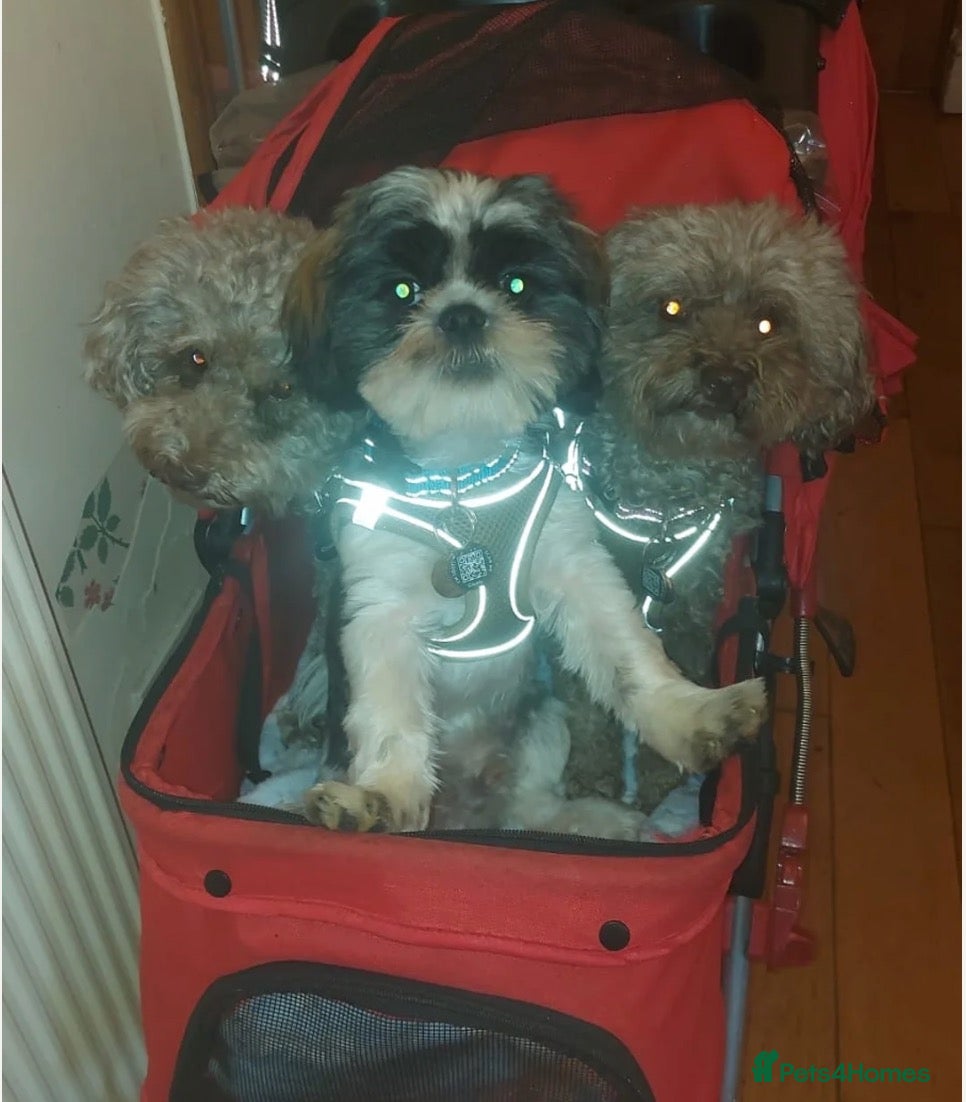 Shih Tzu dogs Beautiful  Shih Tzu puppy needs a loving home - Advert 2