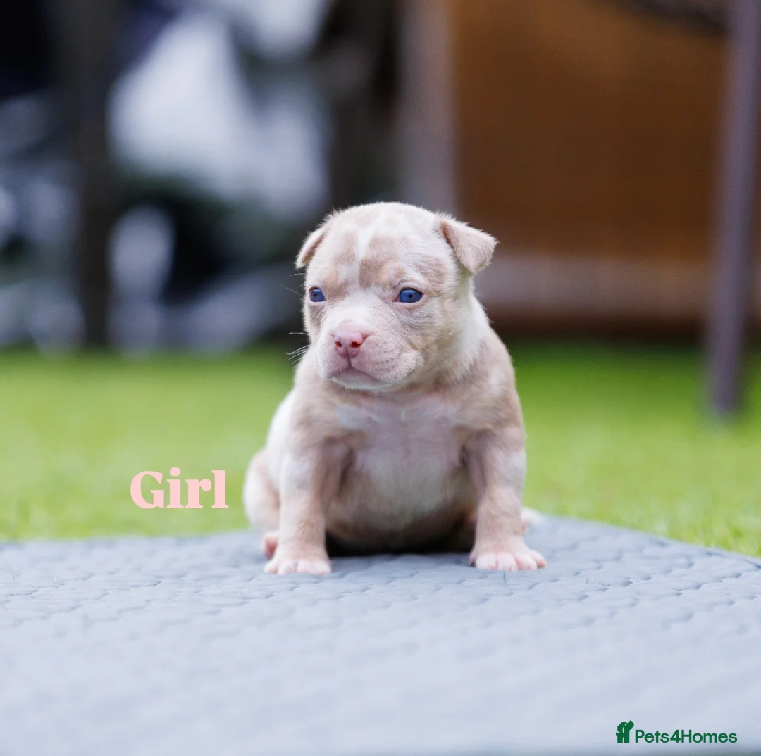 American Bully dogs for sale: Top Tier American Pocket Bullies for SALE!! - Advert 11