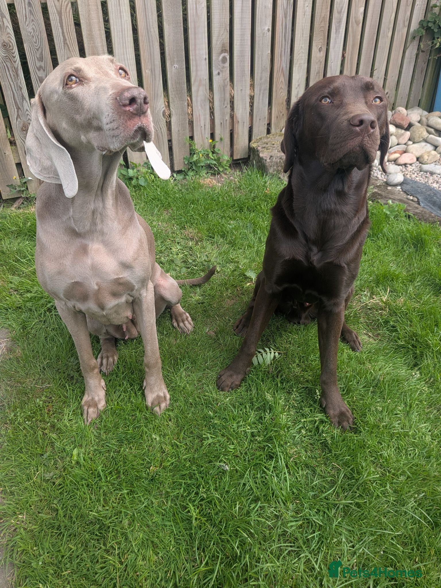 Mixed Breed dogs Labmaraners  - Advert 2