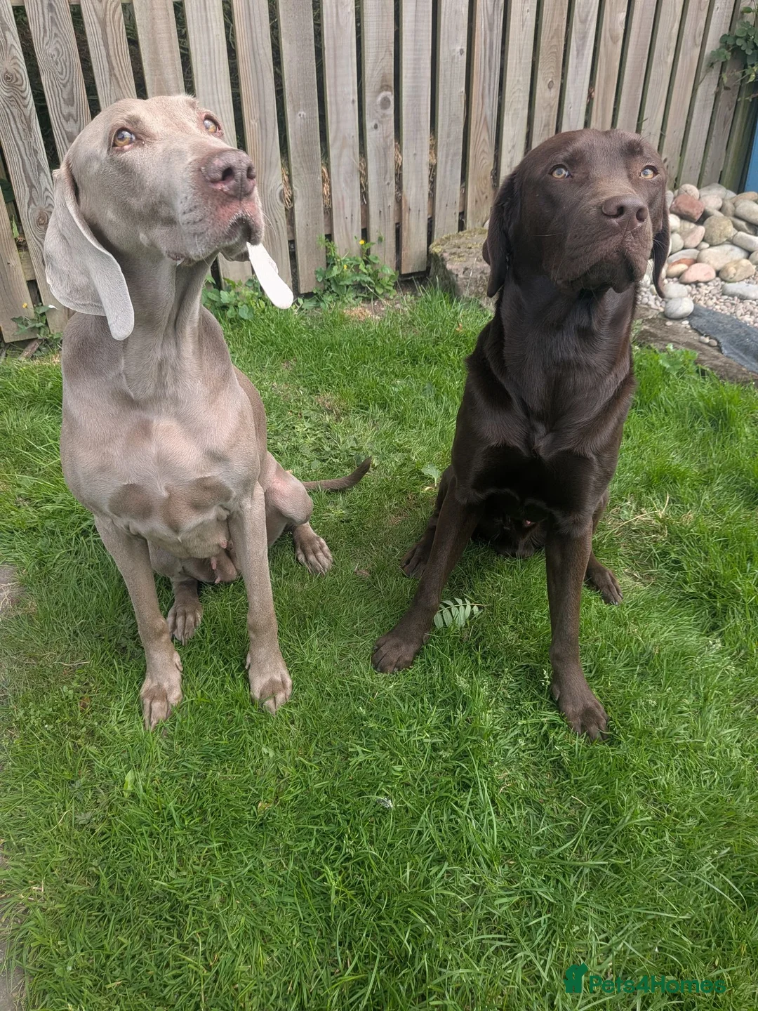Mixed Breed dogs for sale: Labmaraners  in Kirriemuir - Advert 2