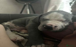 Great Dane dogs for sale: KC registered blue Great Dane puppies - Image 19