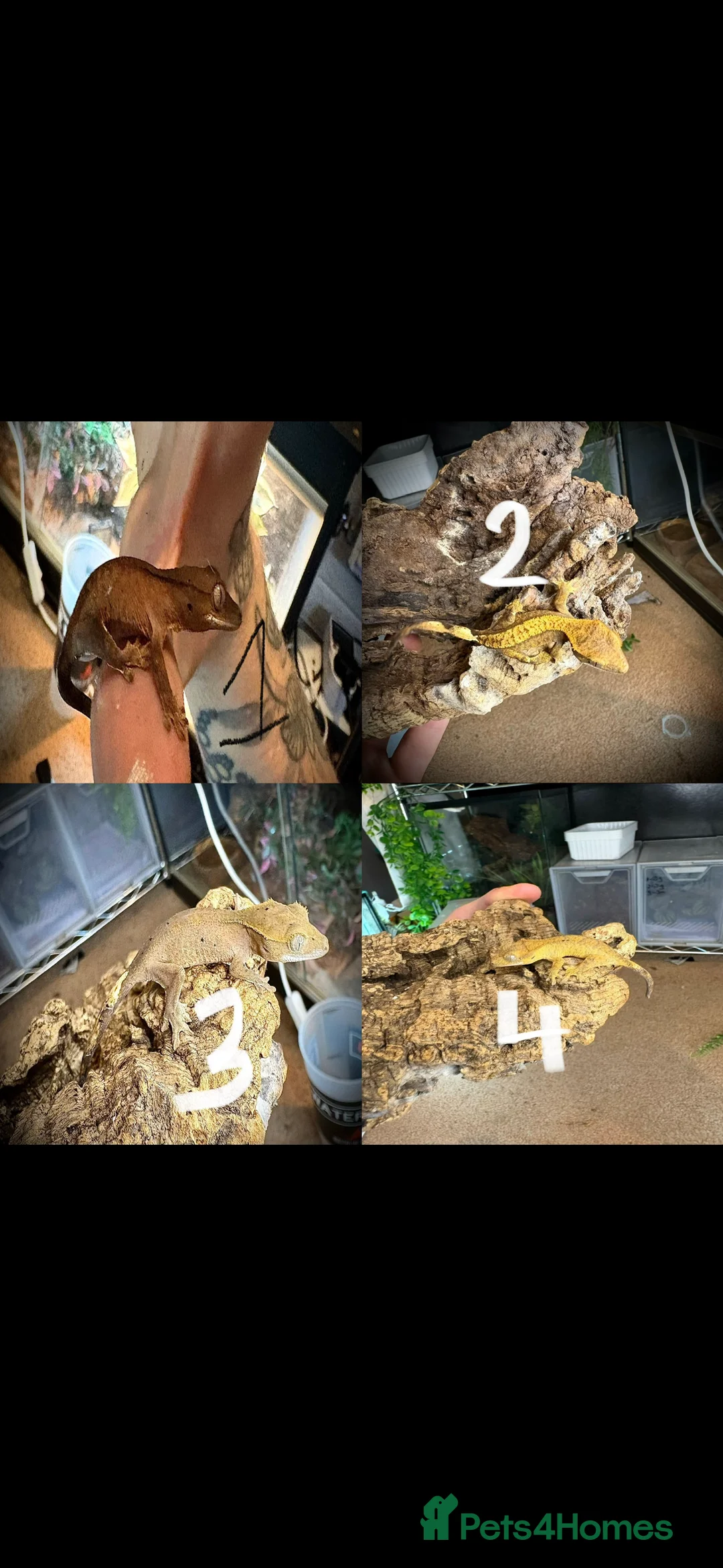 Gecko reptiles for sale: Baby crested gecko mixed  - Advert 2
