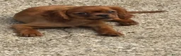 Cavalier King Charles Spaniel dogs for sale: Cavalier King Charles  - Advert 23