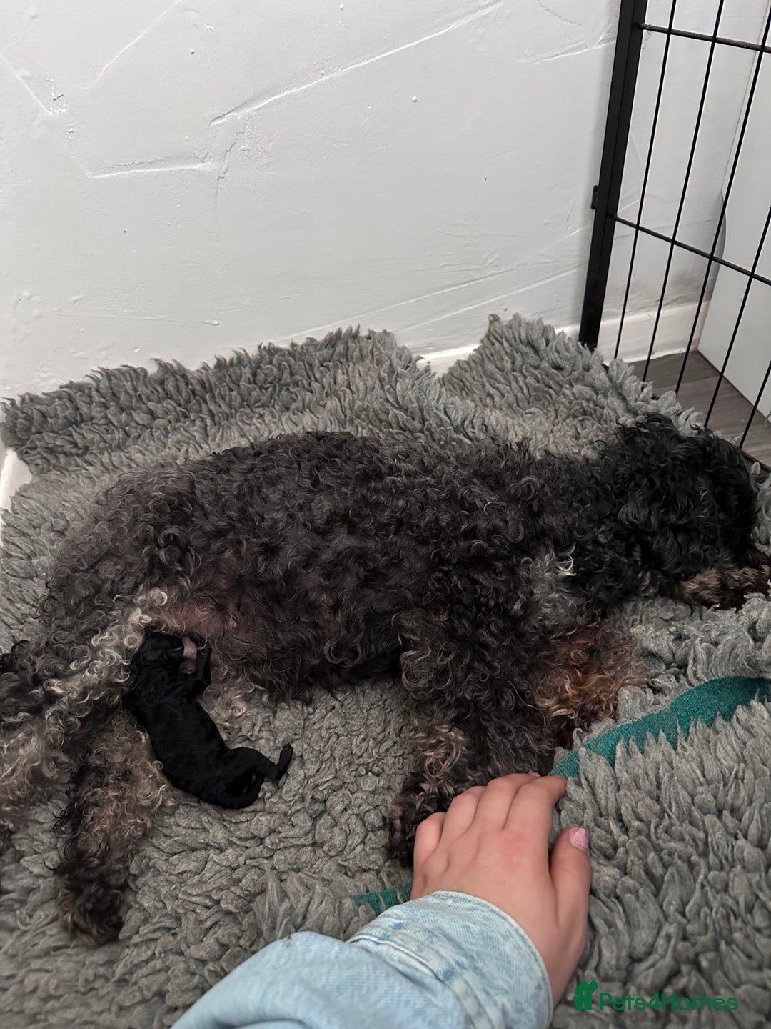 Toy Poodle dogs for sale: Toy Poodle x1 Girl Pup  - Image 5