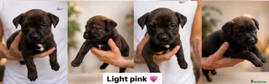 Light pink girl 