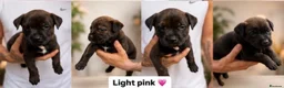 Mixed Breed dogs for sale: Rottweiler X Belgium Mali Puppies - Advert 3