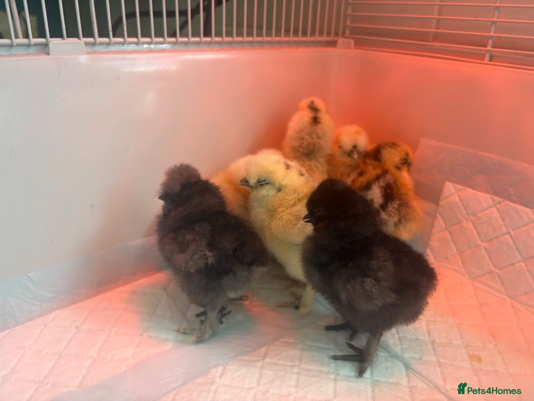 Chickens poultry for sale: Stunning silkie chicks  - Advert 2
