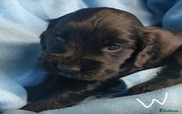 Cocker Spaniel dogs for sale: Adorable Cocker Spaniels  - Image 2