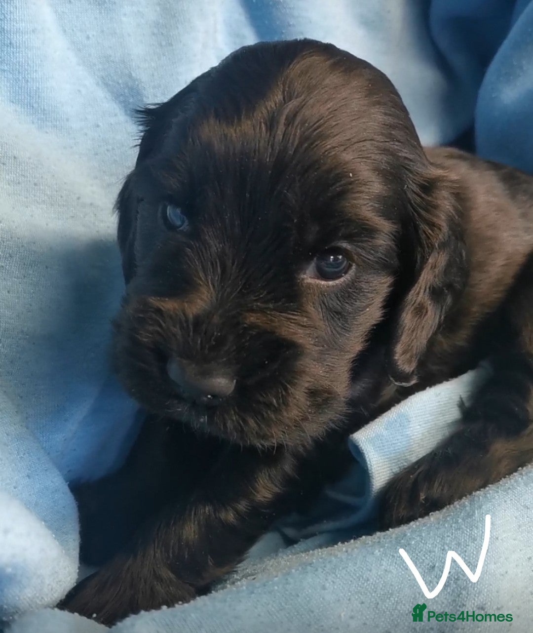 Cocker Spaniel dogs for sale: Adorable Cocker Spaniels  - Image 2