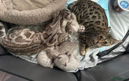 Bengal cats for sale: Snow lynx bengal kittens - Image 8