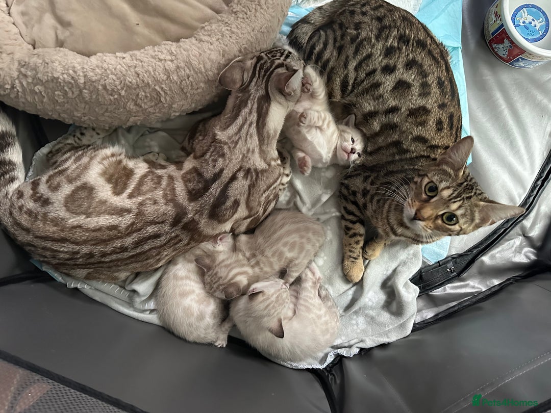 Bengal cats for sale: Snow lynx bengal kittens - Image 8