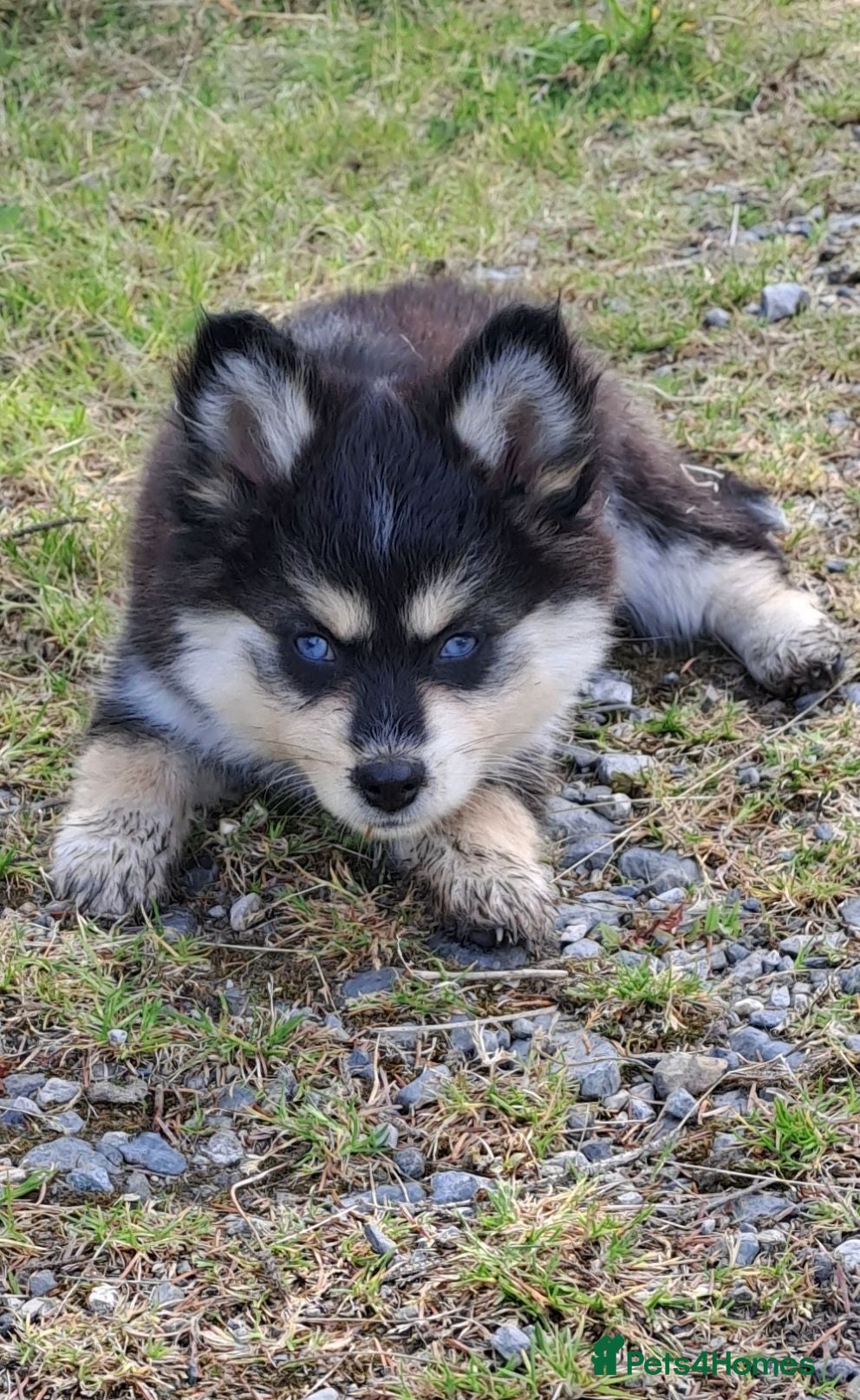 Pomsky dogs Just 3 pups left- 2 girls and 1 boy, F4 Pomskys - Advert 5