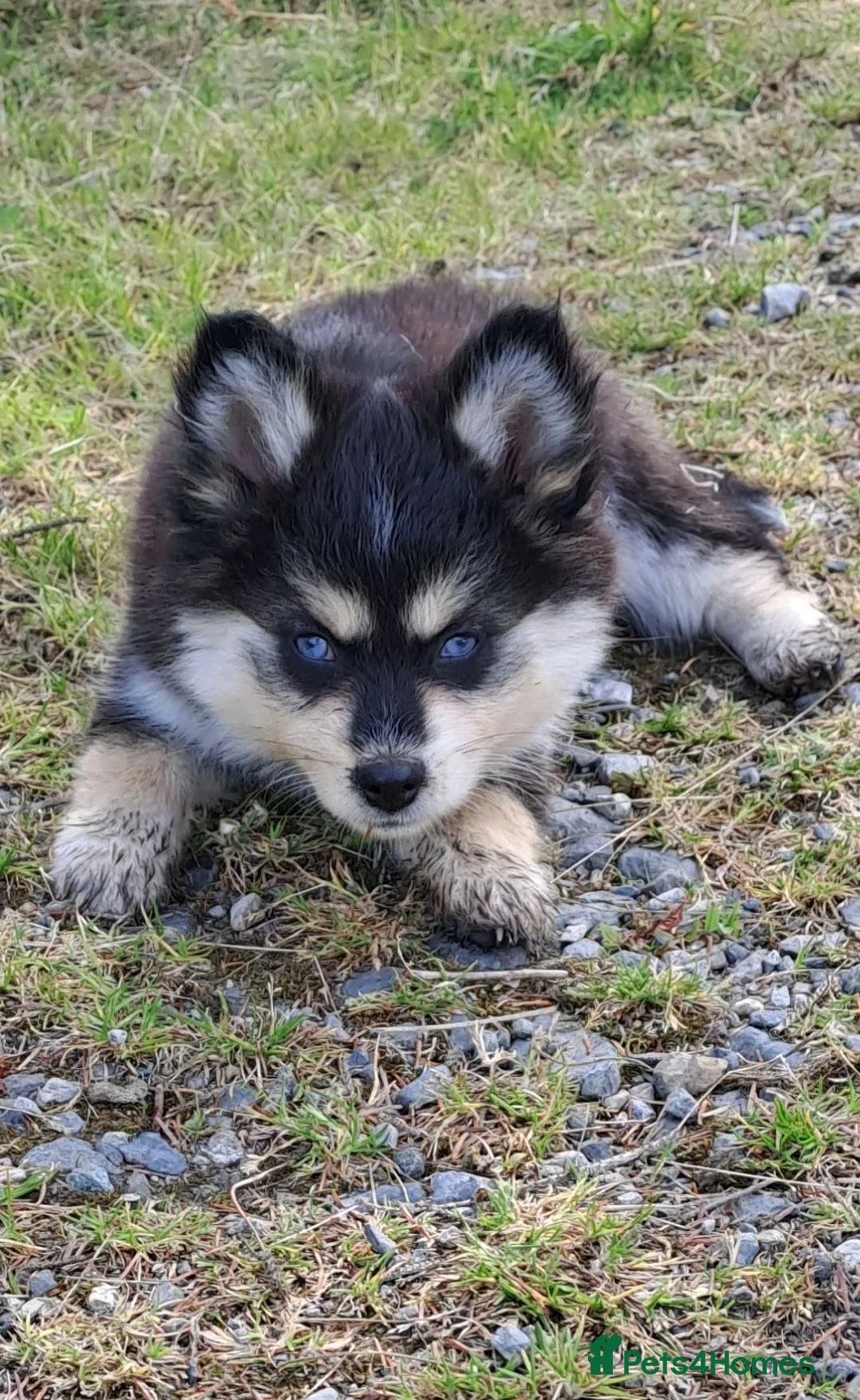 Pomsky dogs for sale: 🩷Last blue eyed F4 girl left!Health checked lines - Advert 1
