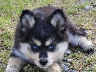 Pomsky dogs 🩷Last blue eyed F4 girl left!Health checked lines - Advert 3