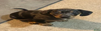 Dachshund Puppy 3