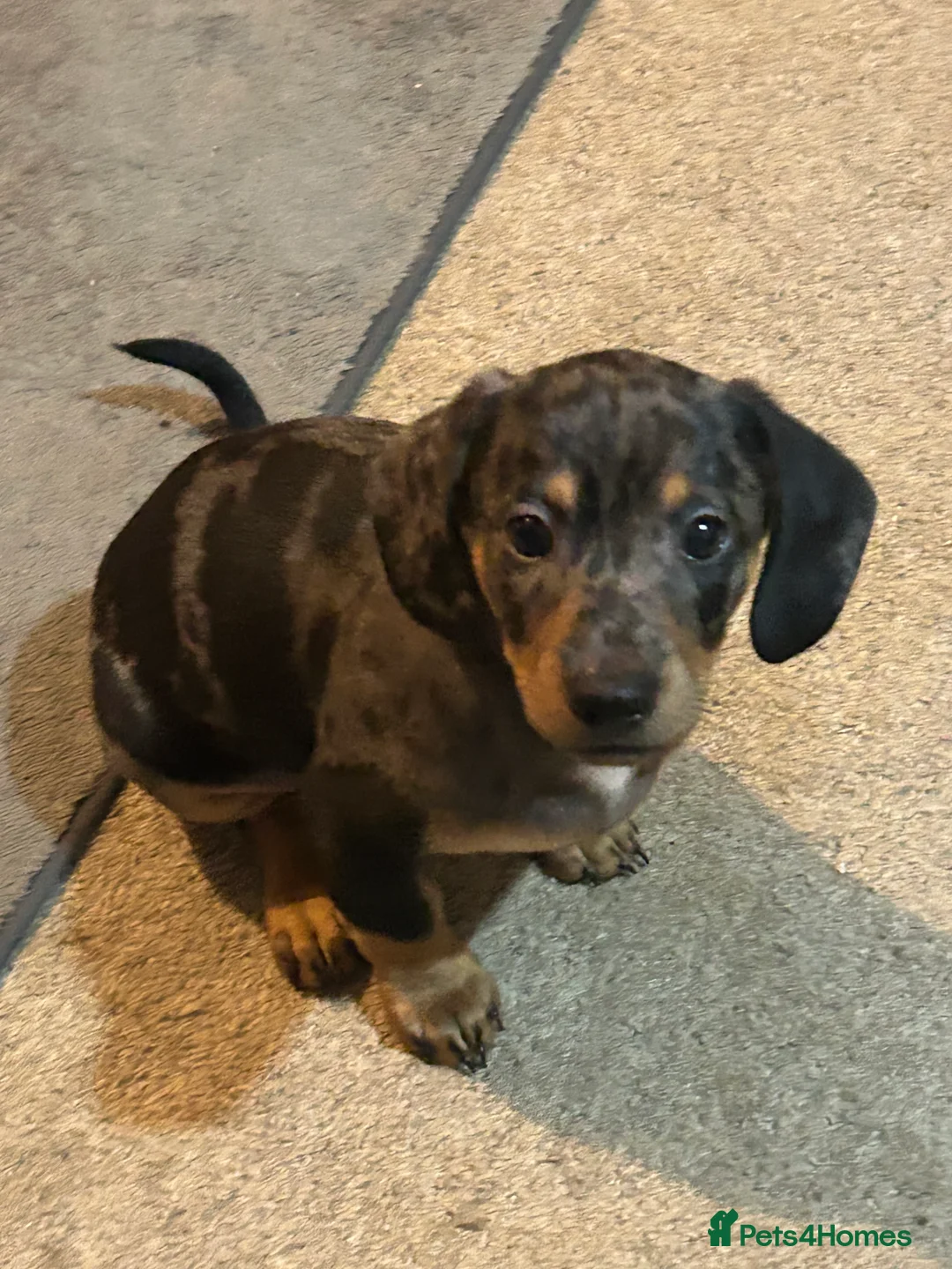Dachshund dogs for sale: Stunning wee pups  - Advert 4