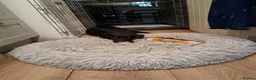 Mixed Breed dogs for adoption: DOLLY - FOR ADOPTION  in Southport - Advert 4