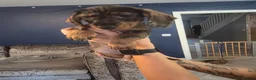 Dachshund dogs for sale: 3 dachshund puppies available  in Horley - Advert 15
