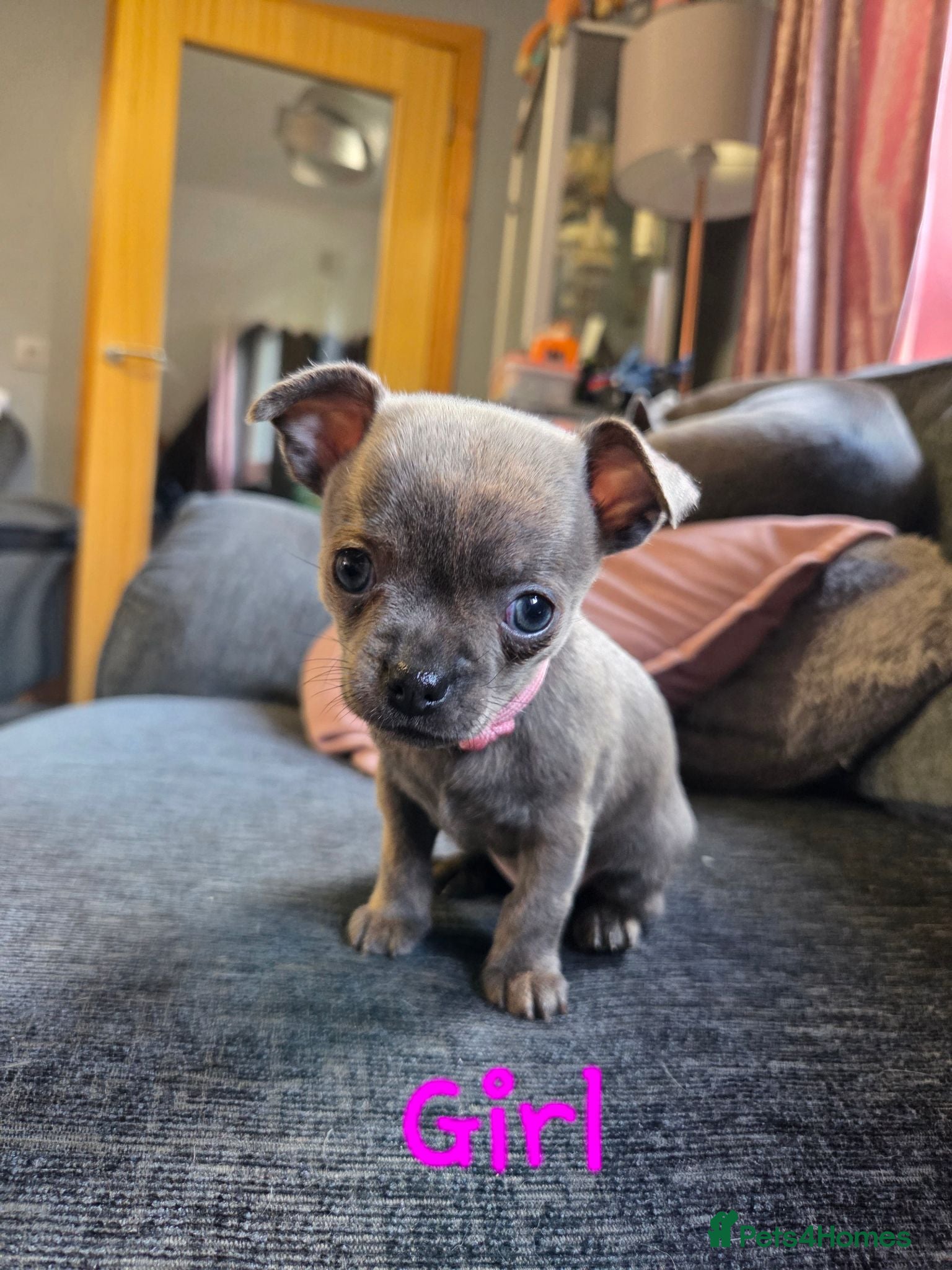 Chihuahua dogs Pedigree Chihuahua Puppies  - Advert 7