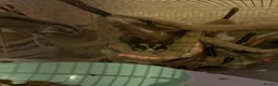 Sugar Glider rodents for sale: 2 Female Sugar Gliders Beryl & Petal in Maldon - Advert 5
