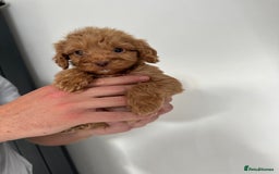 Cockapoo dogs for sale: cockapoo puppies  - Image 16
