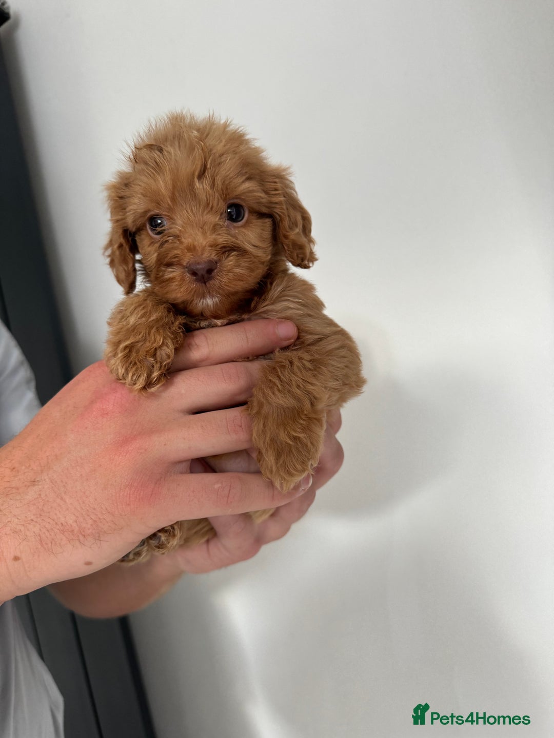 Cockapoo dogs for sale: cockapoo puppies  - Image 16