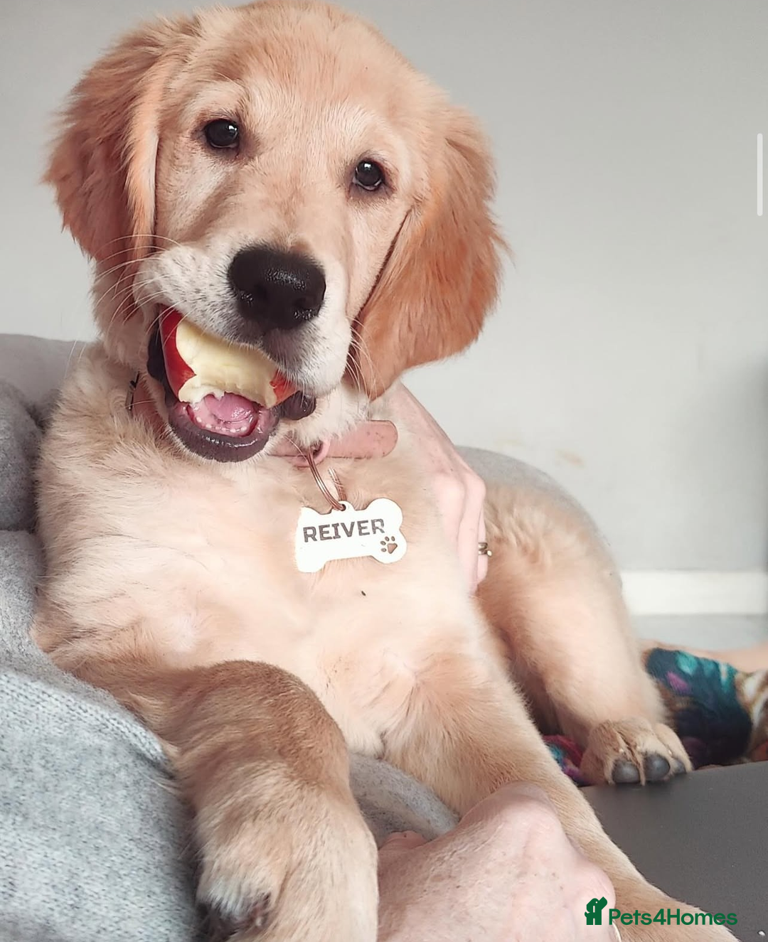 Golden Retriever dogs for sale: Best of Breed Golden Retrievers - Advert 15