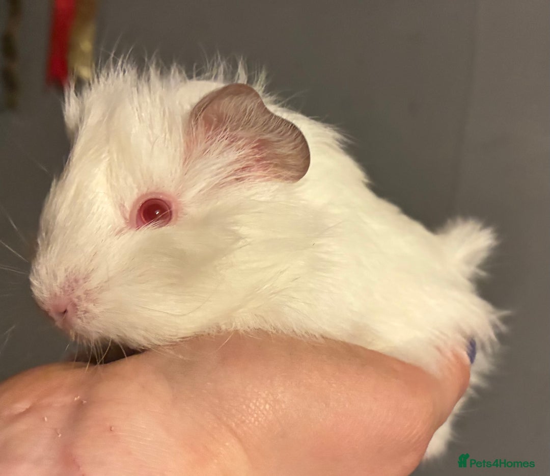 Guinea Pig rodents for sale: Beautiful baby guinea pigs - Advert 7
