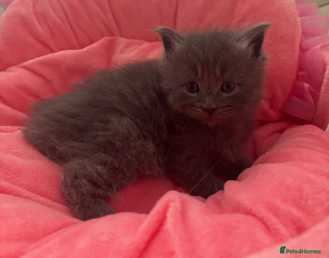 Mixed Breed cats for sale: Maine Coon Ragdoll Kittens leave 8th of may  in Motherwell - Advert 1