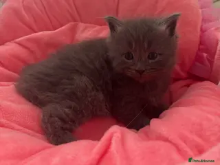 Mixed Breed cats Maine Coon Ragdoll Kittens leave 8th of may - Advert 5