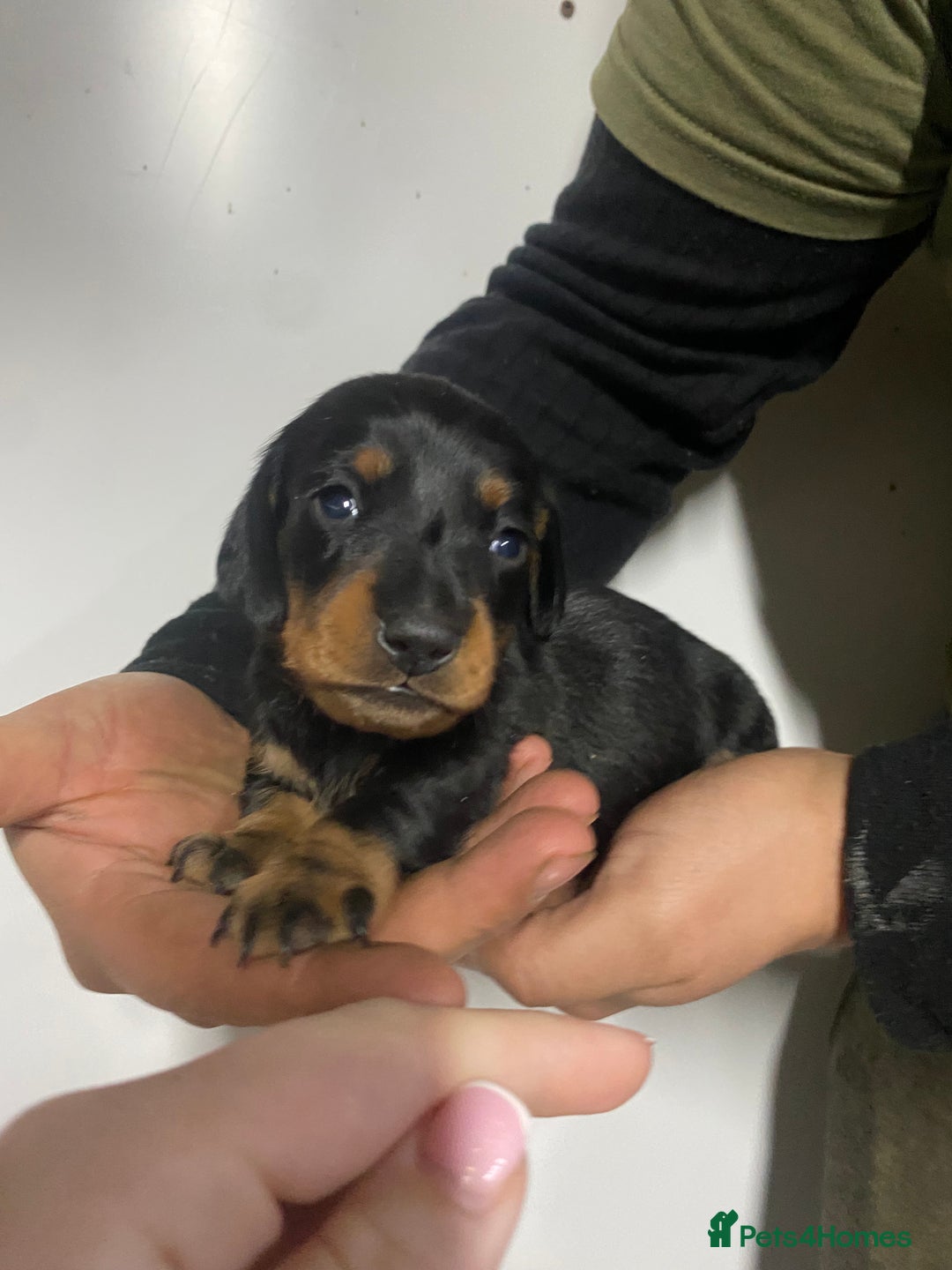 Miniature Dachshund dogs for sale: Miniature Dachshund puppies  - Advert 3