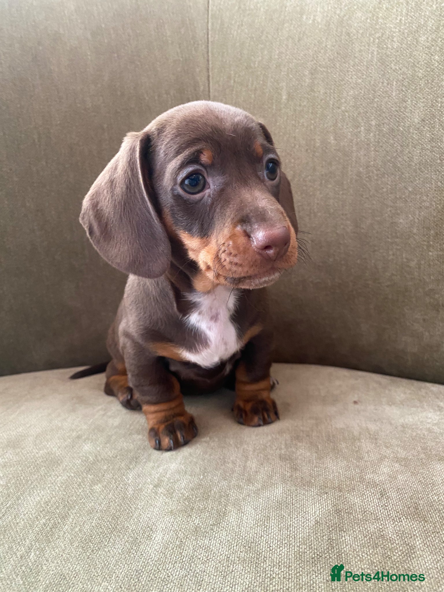 Miniature Dachshund dogs ready to leave beautiful litter of mini dachshunds - Advert 2