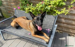 Belgian Shepherd Dog dogs for sale: Belgian Malinois x Dutch - Female 4 Yrs - Image 4