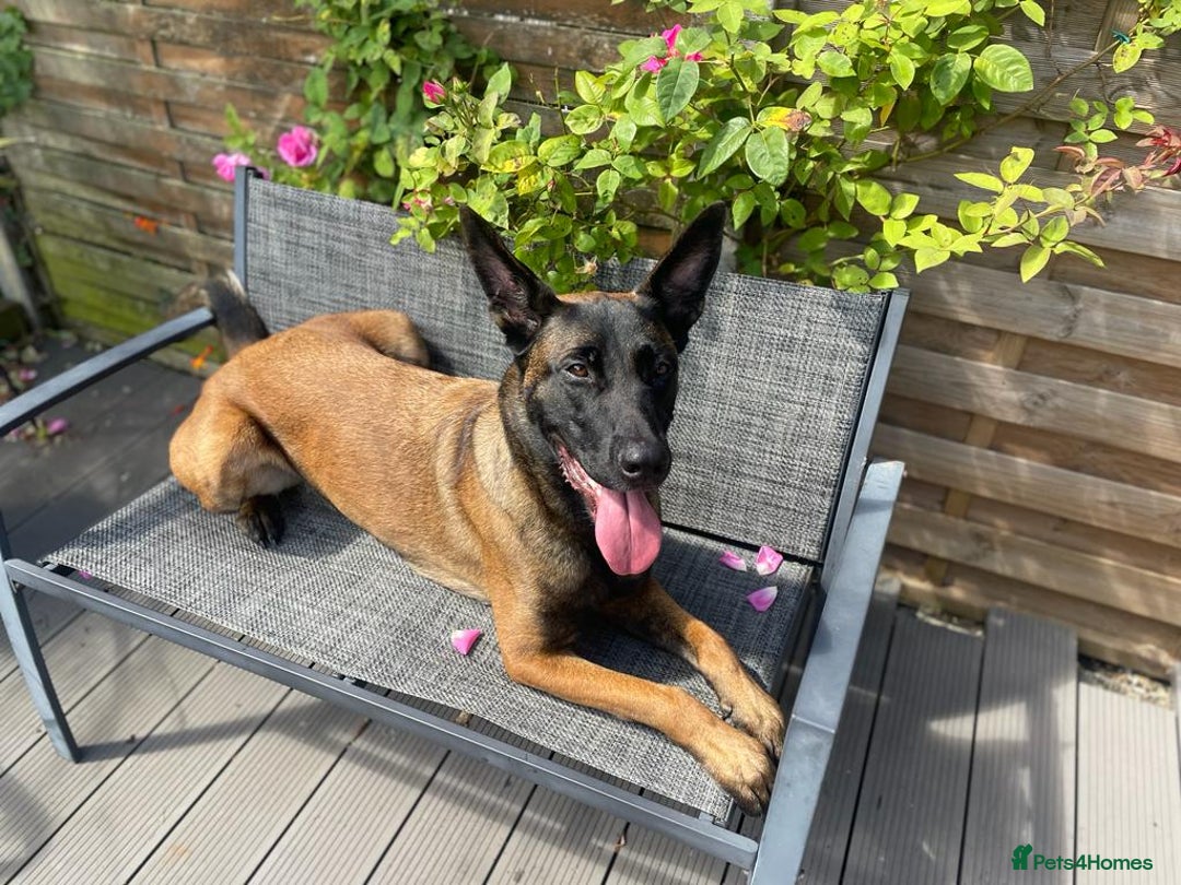 Belgian Shepherd Dog dogs for sale: Belgian Malinois x Dutch - Female 4 Yrs - Image 4