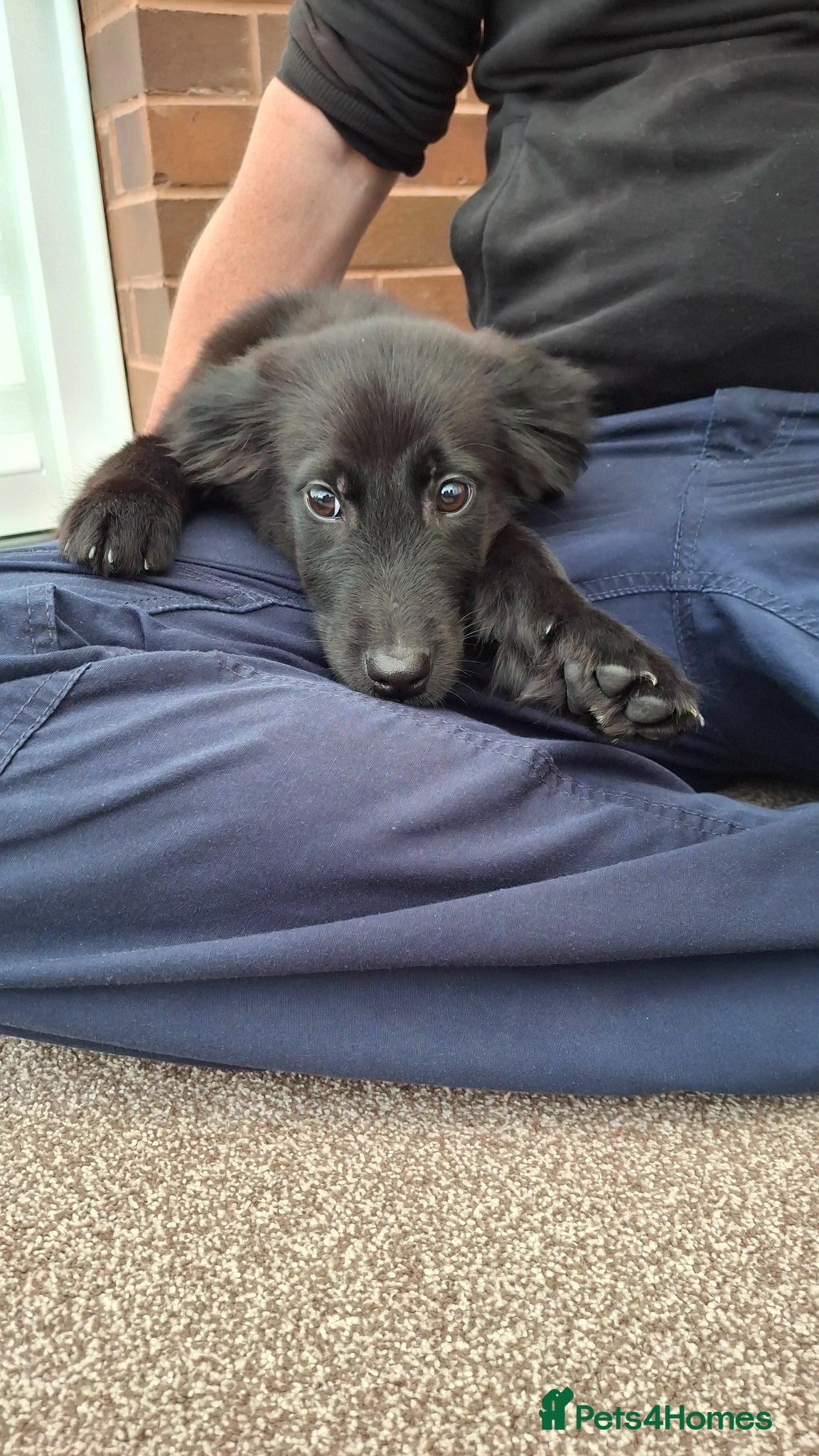 Mixed Breed dogs Health tested Flatcoat x golden retriever puppies. - Advert 1