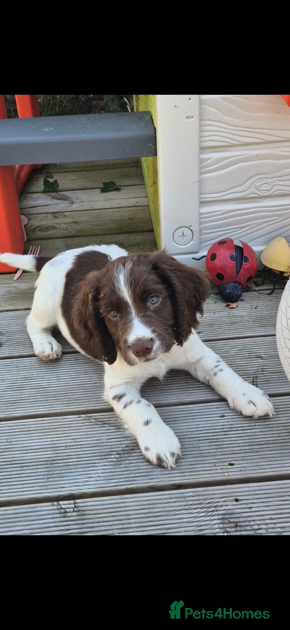 Sprocker dogs Sprocker Spaniel male pup - Advert 1
