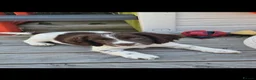 Sprocker dogs for sale: Sprocker Spaniel male pup - Advert 1