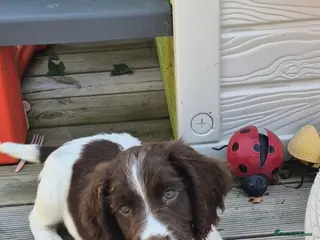 Sprocker dogs Sprocker Spaniel male pup - Advert 1