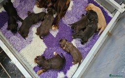 Cocker Spaniel dogs for sale: 8 AMAZING KC REG WORKING COCKER SPANIEL PUPPIES - Image 31
