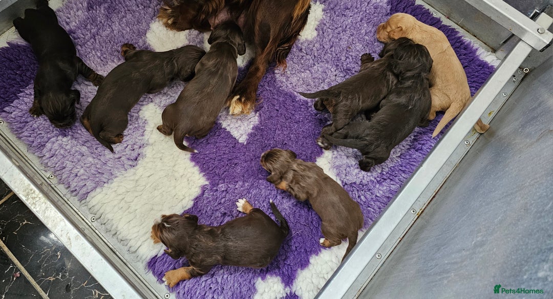 Cocker Spaniel dogs for sale: 8 AMAZING KC REG WORKING COCKER SPANIEL PUPPIES - Image 31