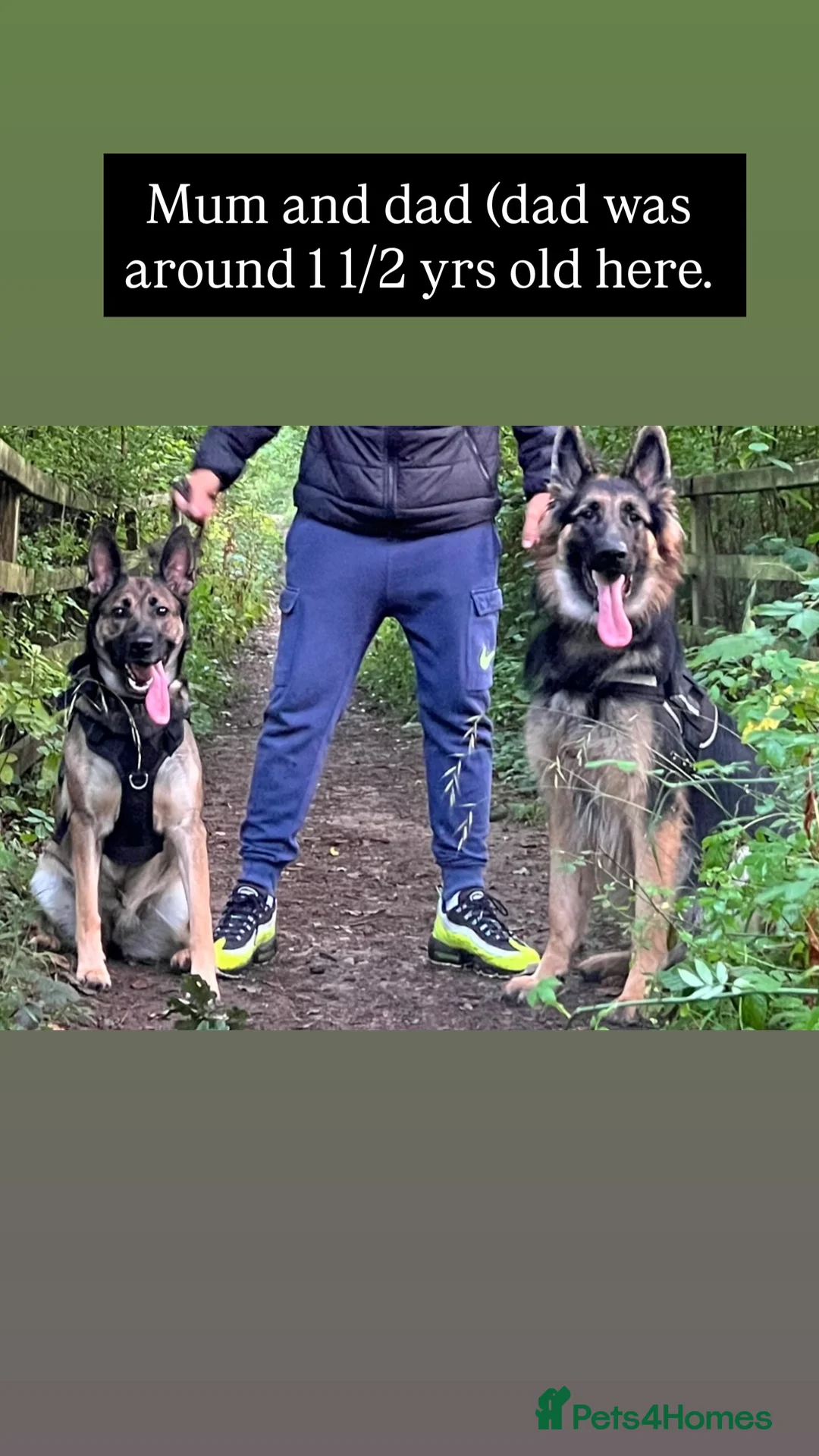 Mixed Breed dogs for sale: Stunning German Shepherd x Belgian Malinois Litter - Advert 23