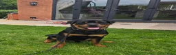Rottweiler dogs for sale: Male 8 month old rottweiller  - Advert 1