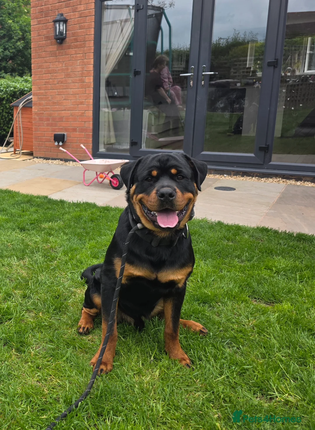Rottweiler dogs for sale: Male 8 month old rottweiller  - Advert 1