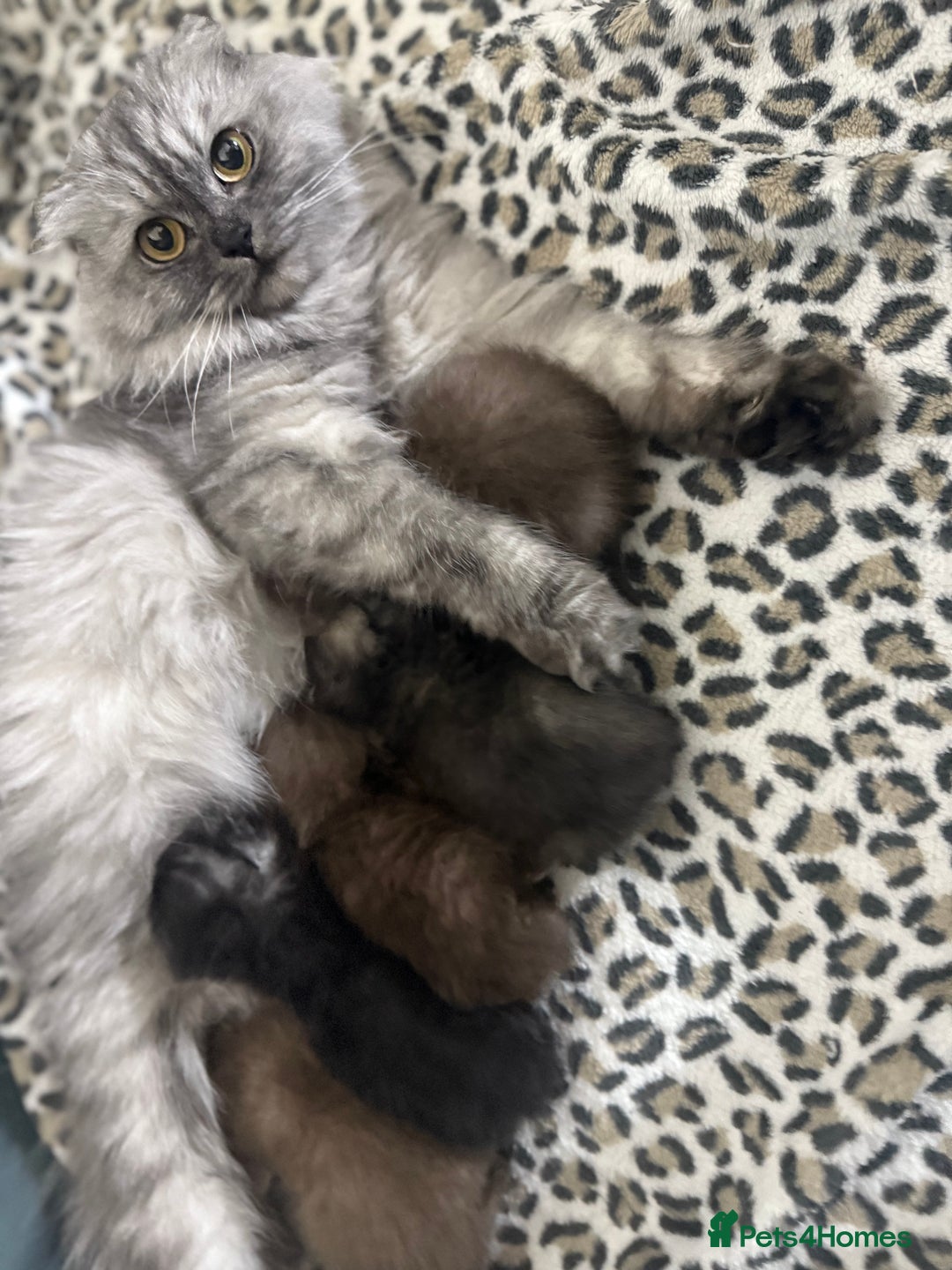 Scottish Fold cats for sale: Stunning Rainbow litter ready for  **   - Advert 4