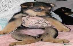 German Shepherd dogs for sale: German shepherd female puppie - Image 1