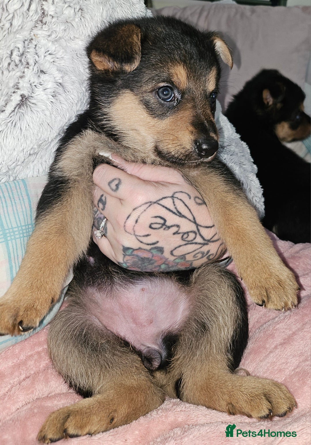 German Shepherd dogs for sale: German shepherd female puppie - Image 1