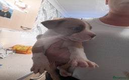 Mixed Breed dogs for sale: American bulldog cross  - Image 6