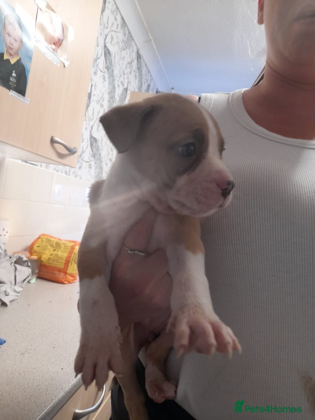 Mixed Breed dogs for sale: American bulldog cross  - Image 6